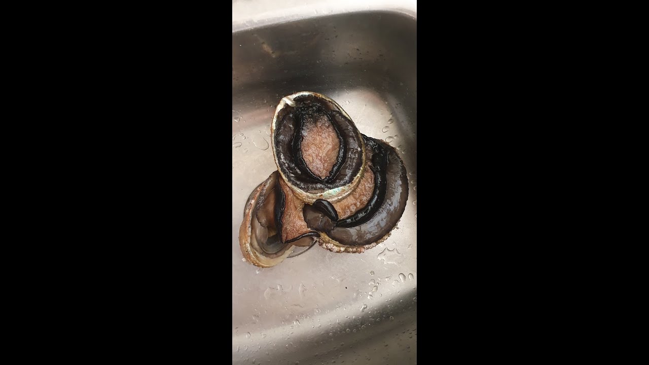 EASY WAY TO CLEAN ABALONE (PAUA POWERRR!)