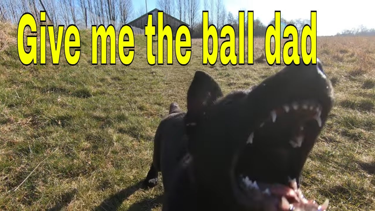 Black German Shepherd puppy 12-week-old fetch and retrieve ball unedited