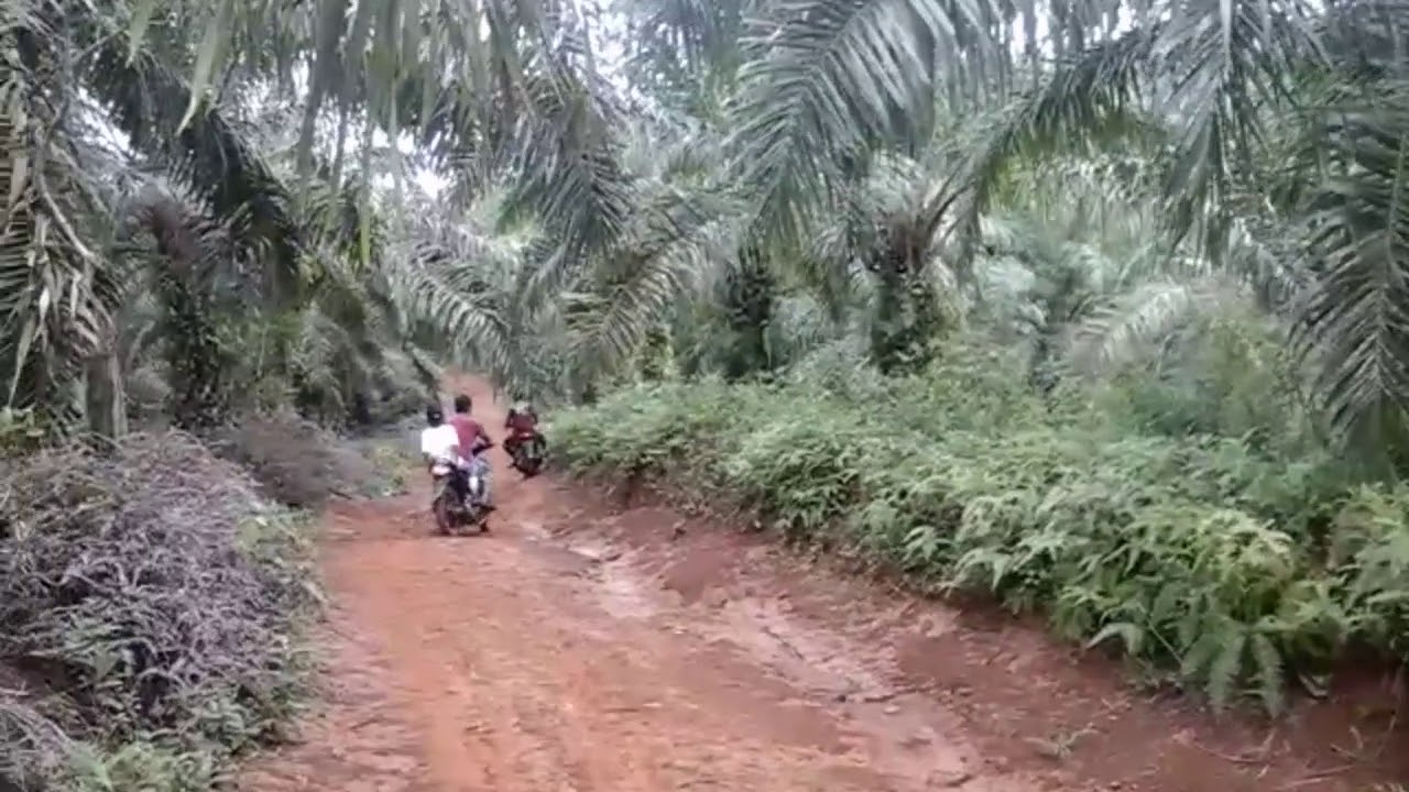 porbi sumatra barat,(part3),babi nya nyungsep kekali,