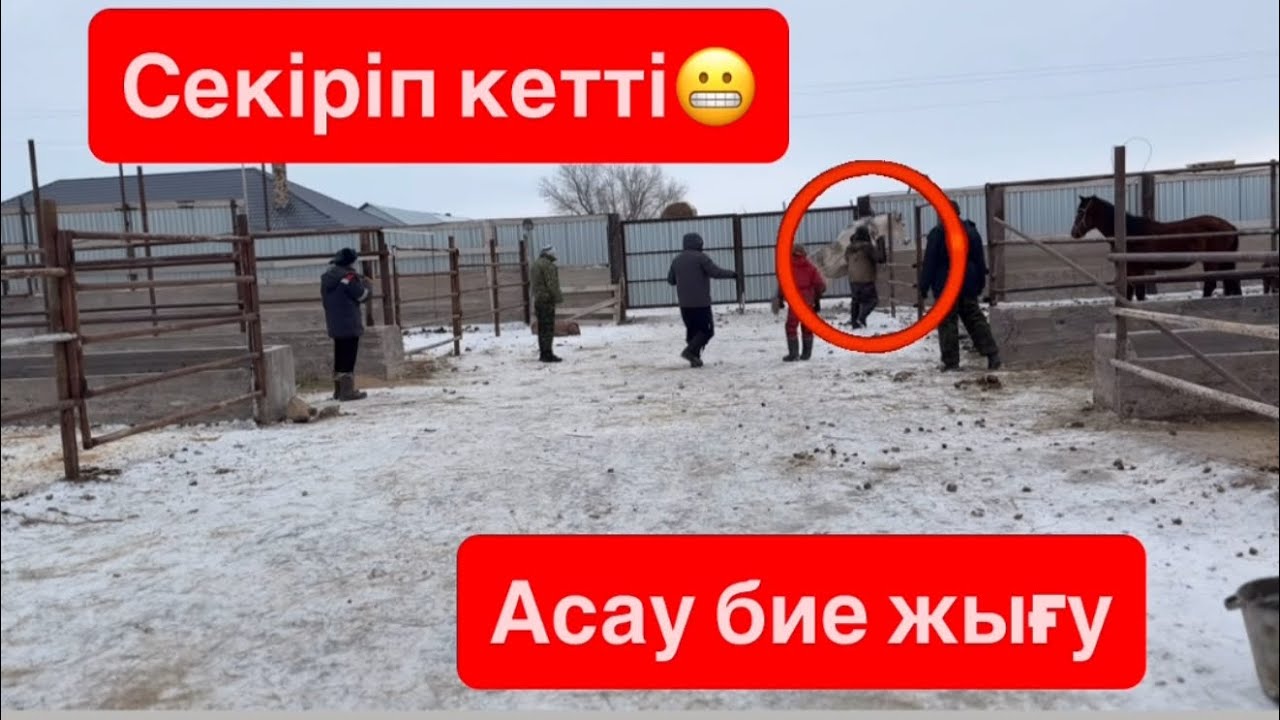 Соғым. Мал ұстау. Асау жылқы. Ауыл
