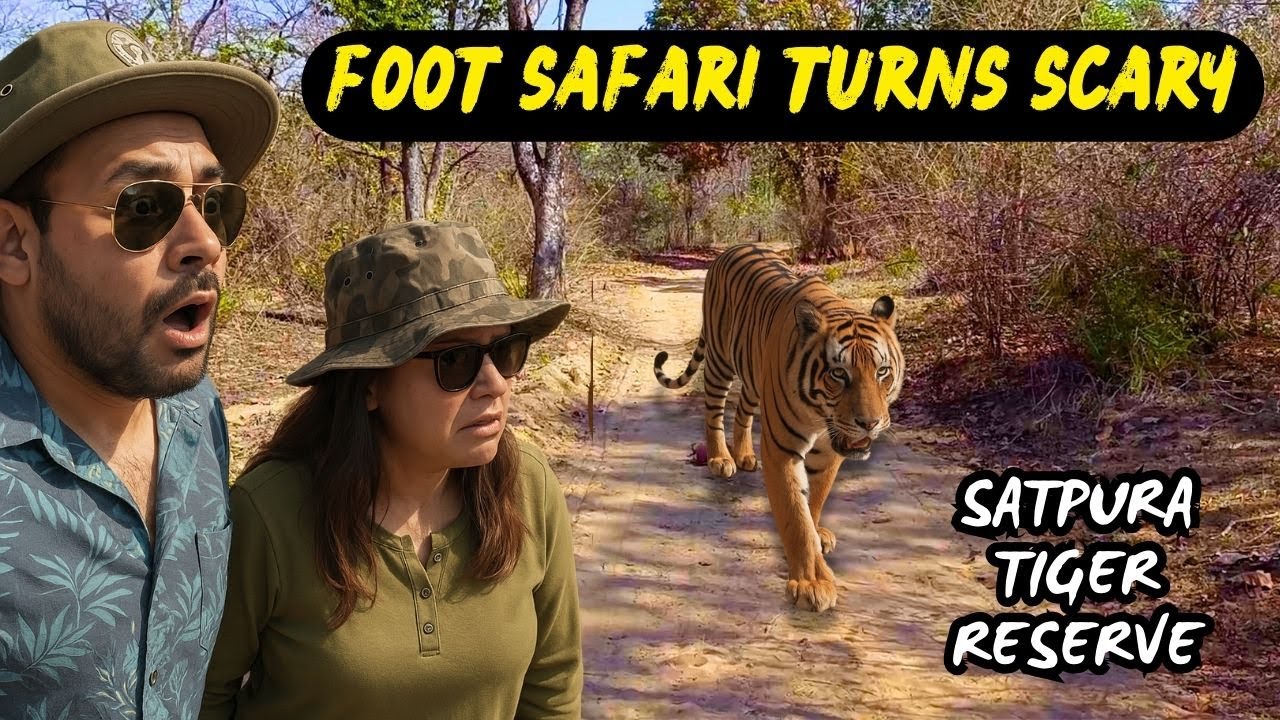 We came in Tiger's way | Scary Foot Safari in Satpura Tiger Reserve