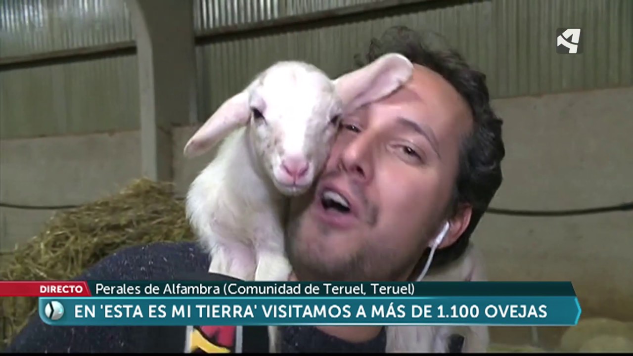 Ganadería en Perales de Alfambra