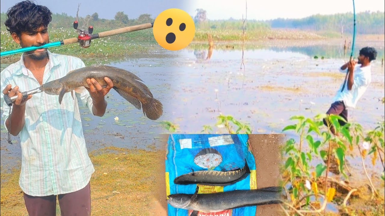 #snakehead fish# ఫుమెను,, 2 kg🥺🎣🐟