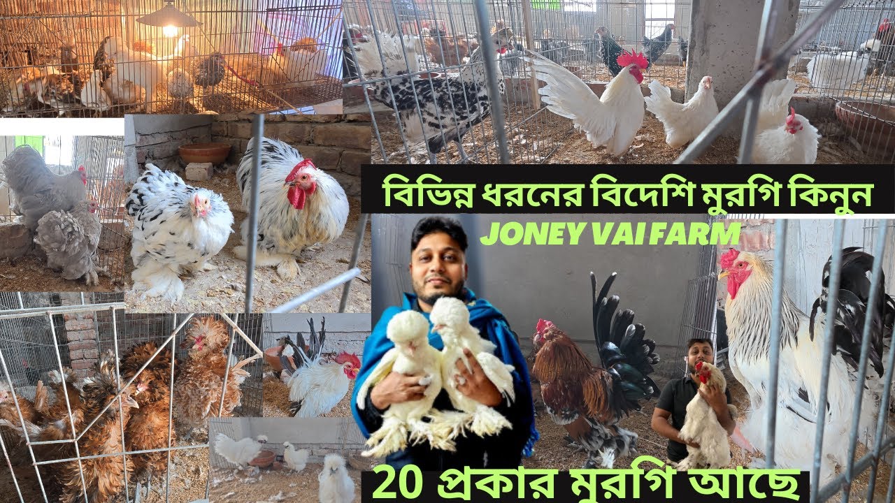 ২০প্রকার বিদেশীমুরগি সিল্কি মুরগির খামার Fancy Chicken Price In Bangladesh ব্রাহমা মুরগিরবাচ্চার দাম