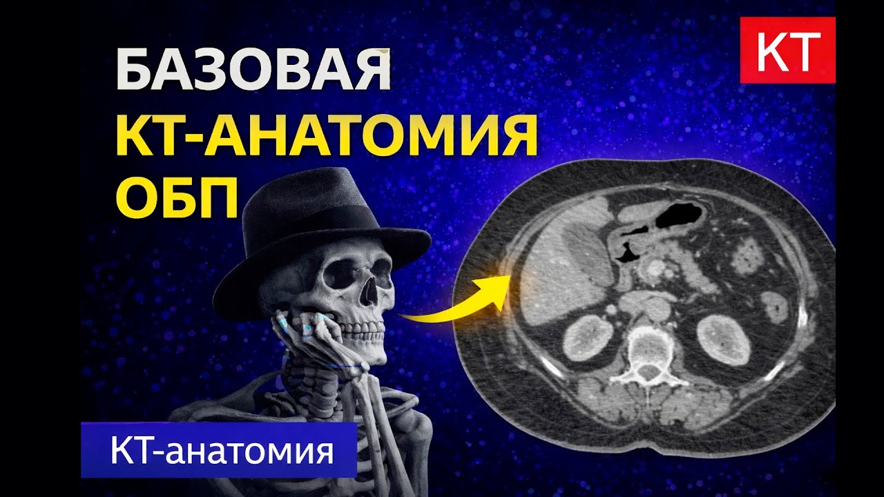 Базовая КТ анатомия брюшной полости врачу любой специальности
