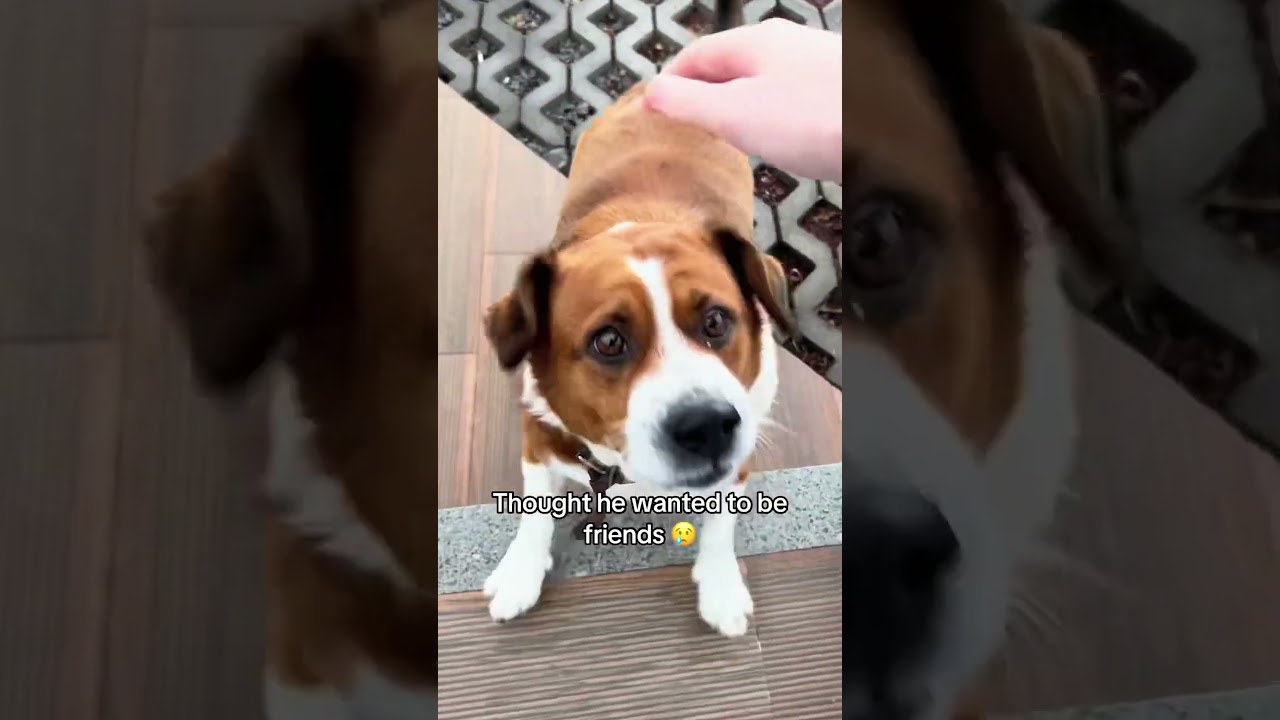 Поздоровайтесь с незнакомой собакой 🐶 