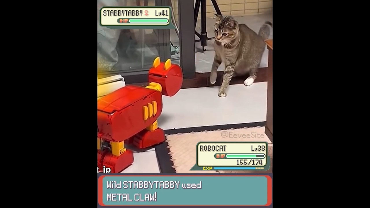 Robot Cat vs Real Cat Pokemon Battle IRL - EeveeSite #irlpokemon #pokemon #wildpokemon #funnycats