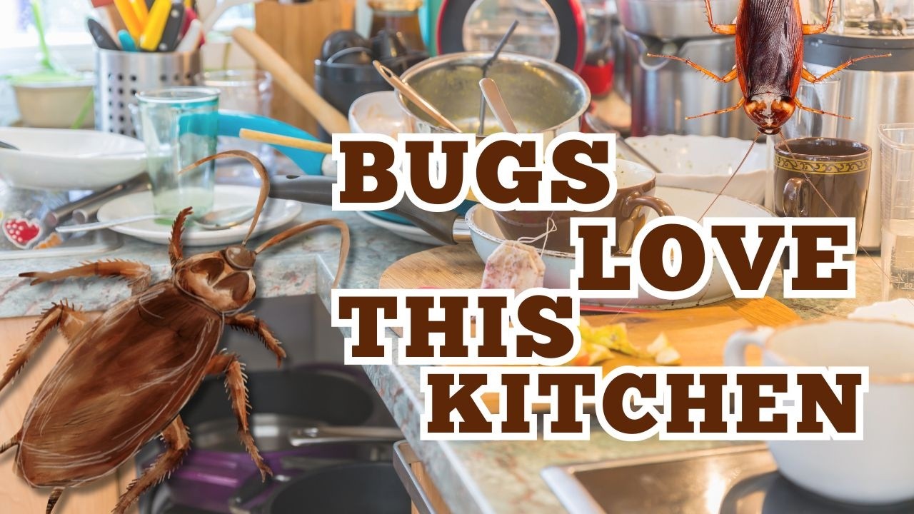 Why Insects Love Dirty Kitchens (And How You Attract Them)