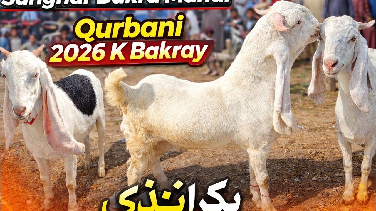 Sanghar Bakra Mandi Ki New update Qurbani 2026 K khobsorat Bakray dood wali bakriya Date 12.02.2026