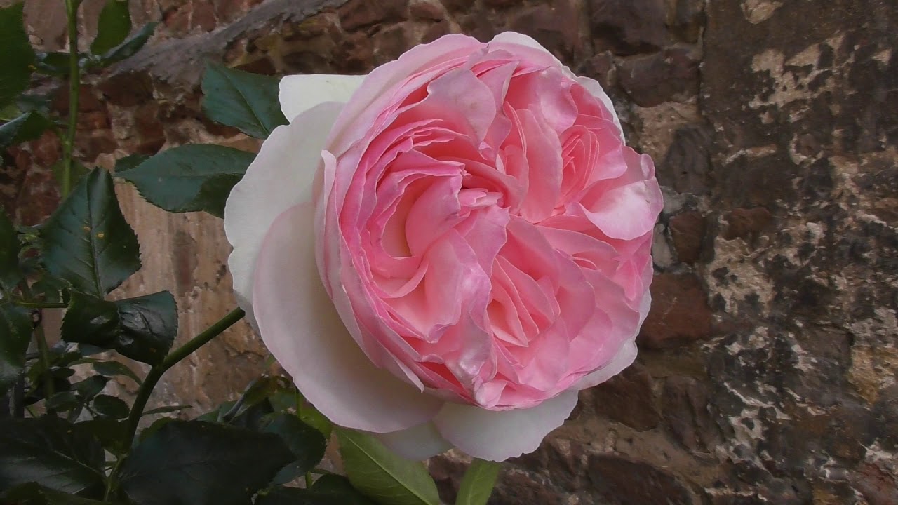 🌹 Die Sch&ouml;nste Edelrose an der Lullus Stiftsruine 🌹