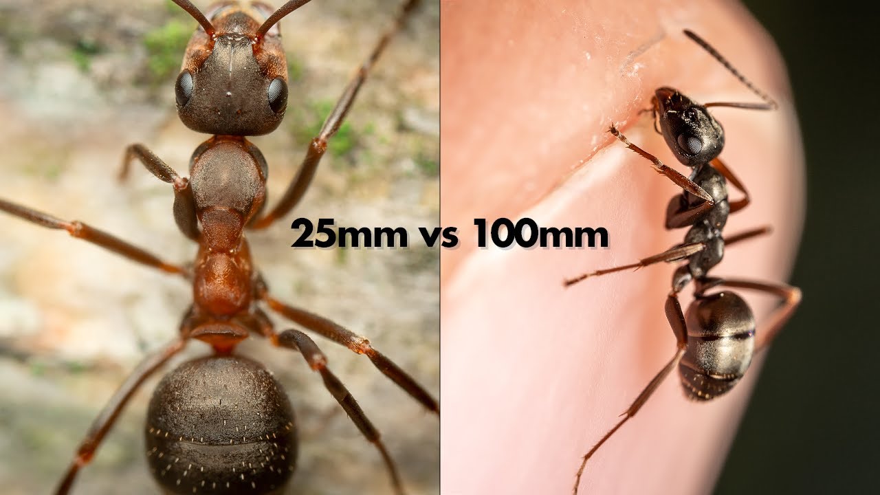 Laowa 25mm vs Laowa 100mm Macro Lens – Which one to buy?