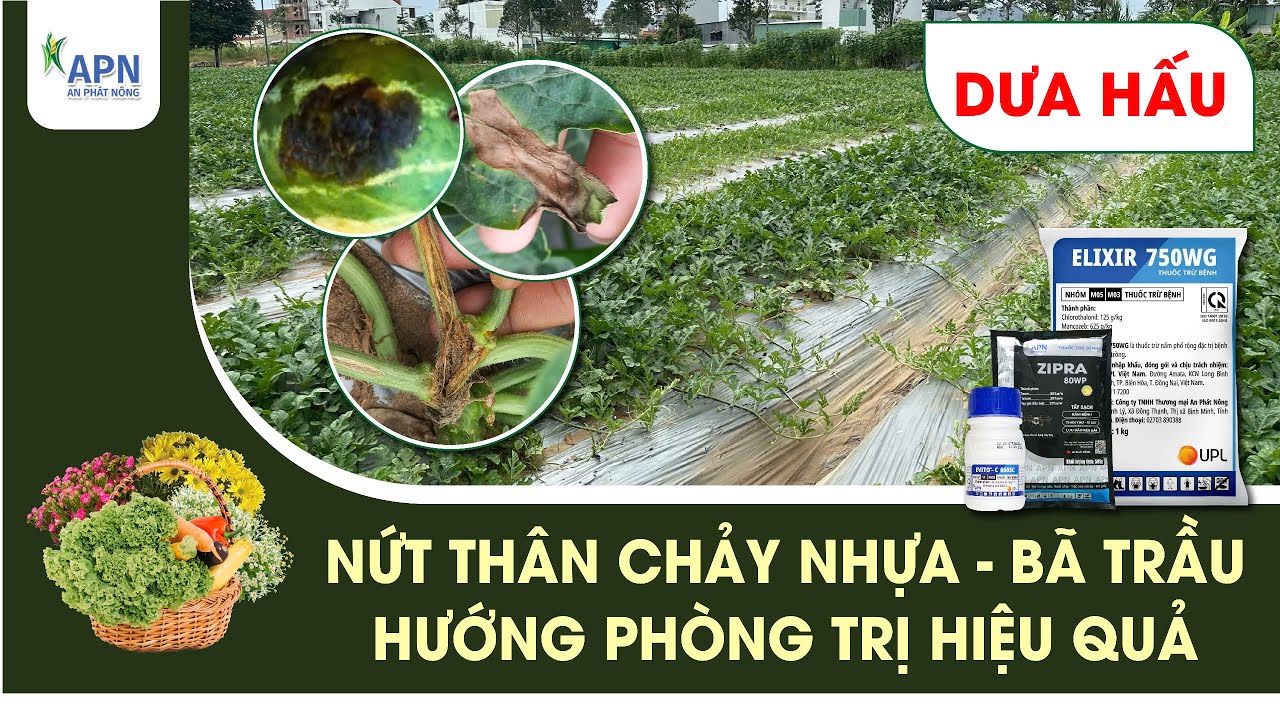 APN - PHÒNG TRỪ NHANH BÃ TRẦU VÀ NỨT THÂN CHẢY NHỰA TRÊN DƯA HẤU