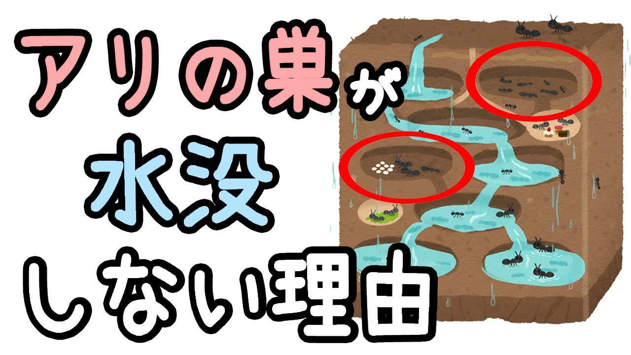 アリの巣が大雨でも水没しない理由【ざっくり解説】