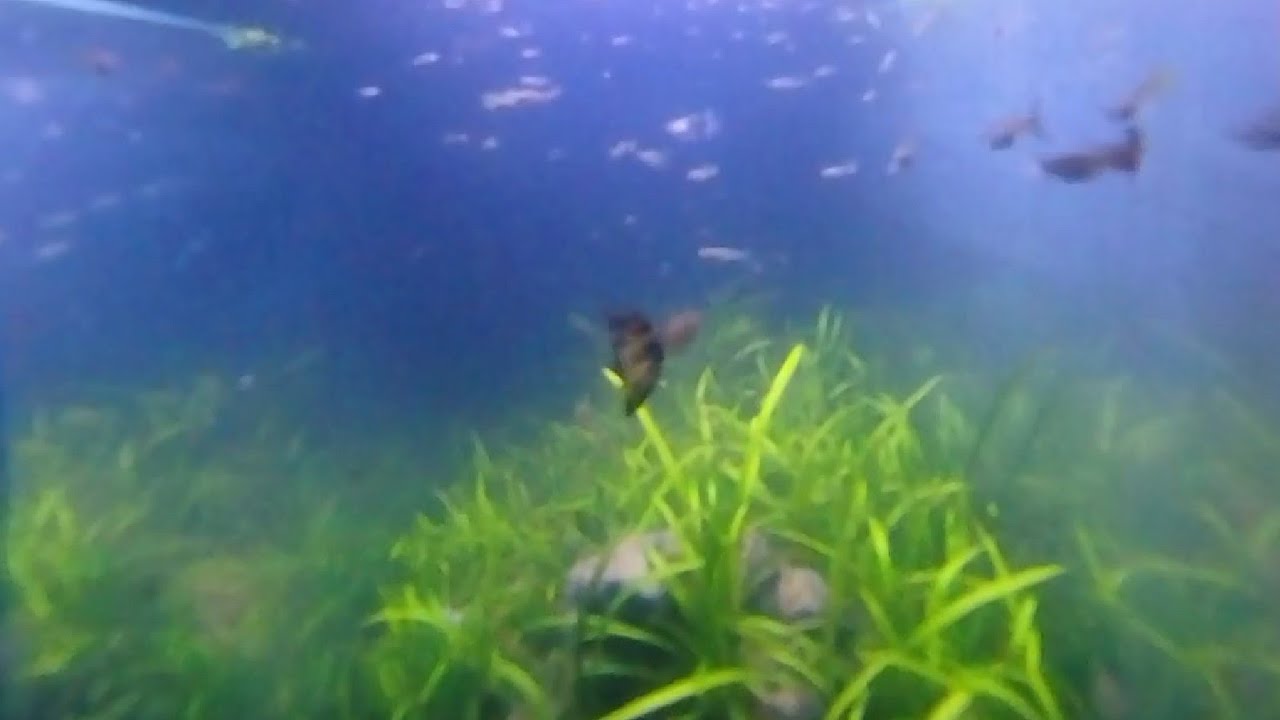 Routine Deep Cleaning My Aquarium
