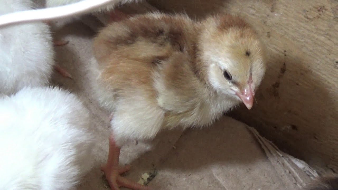 Aseel murga Chicks Growth And Care | Step BY Step | Faisal butt
