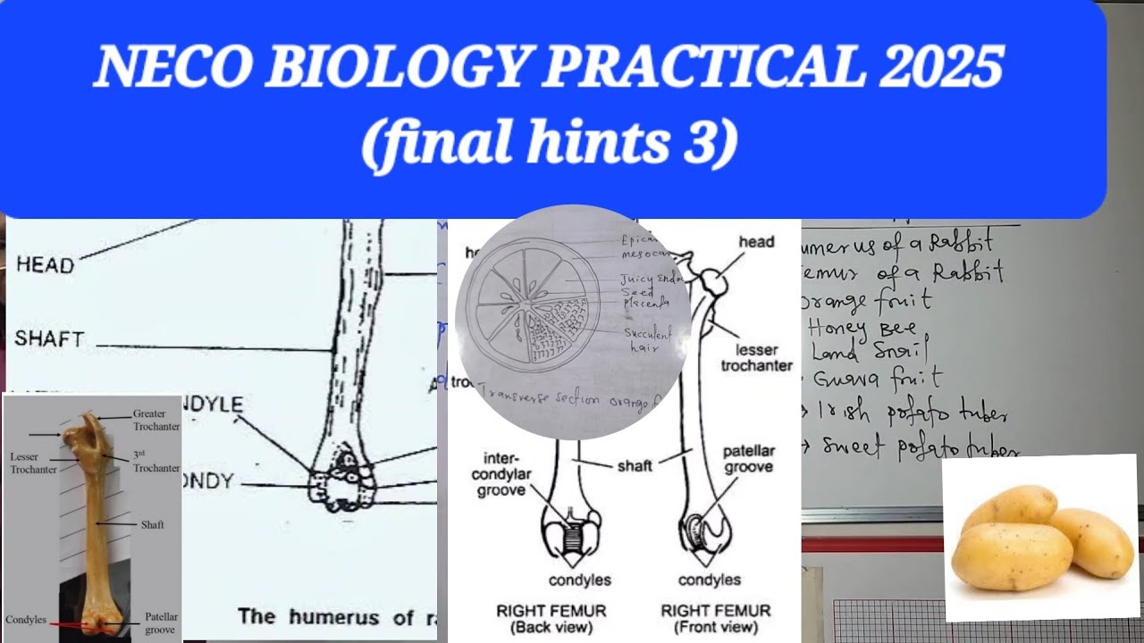 NECO BIOLOGY PRACTICAL 2025 (final hints 3)