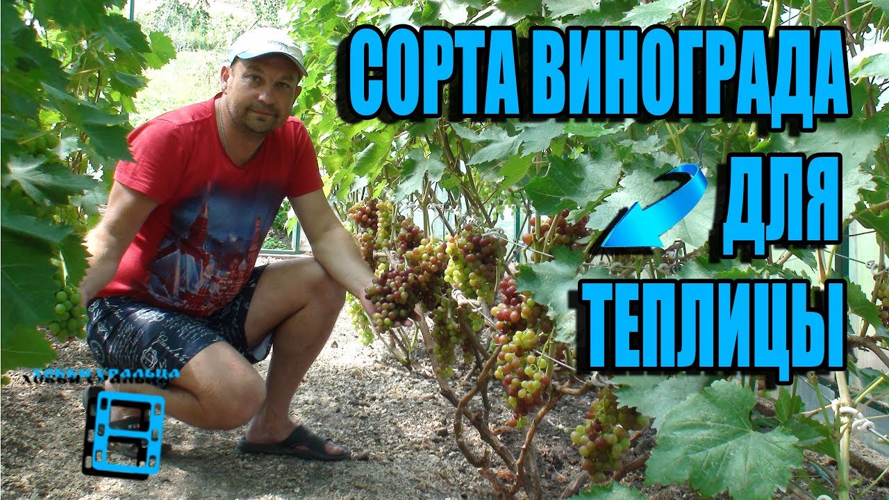 ТОП СОРТОВ ВИНОГРАДА В ТЕПЛИЦЕ. СЕВЕРНЫЙ ВИНОГРАДНИК. Обзор виноградника лучшие сорта