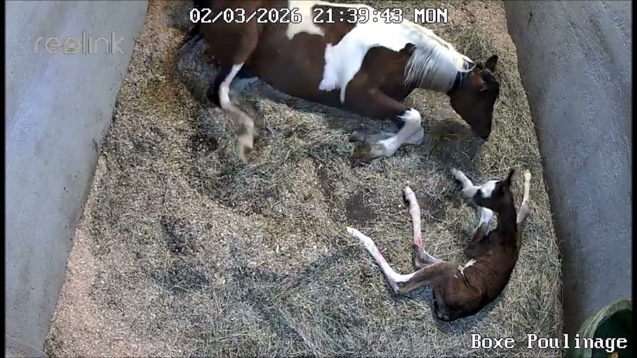 Naissance QUAPUCINE 2026 - Baie DW19- Marina DELVIL - Elevage Chevaux Arabes - Haras La Colombiere