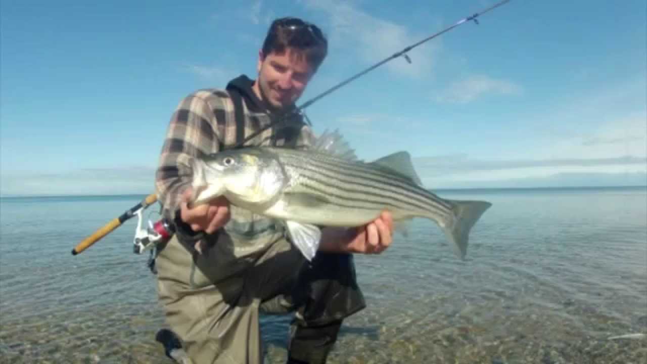 Fishing from Shore on Cape Cod for Striped Bass with Sebile Magic Swimmers