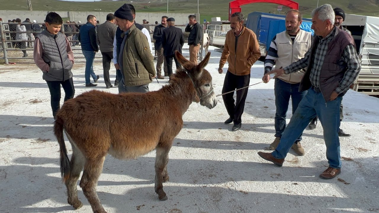 EŞEK PAZARLIĞI FENOMENE HATUN ALDIK