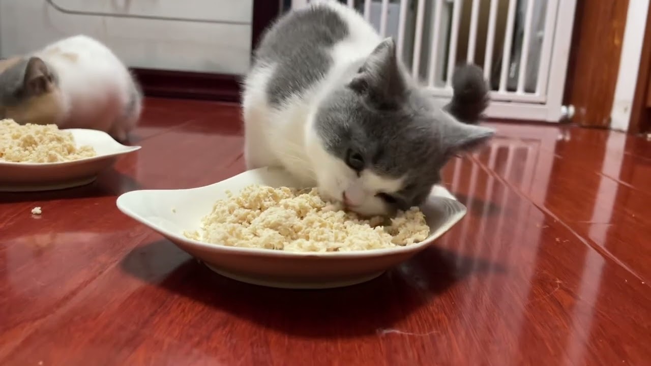 Super healing cat eating and broadcasting