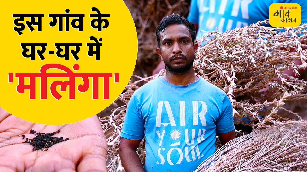 मलिंगा की खेती : दो महीने की फसल, 40,000 प्रति कुंतल भाव #gaonjunctionlive
