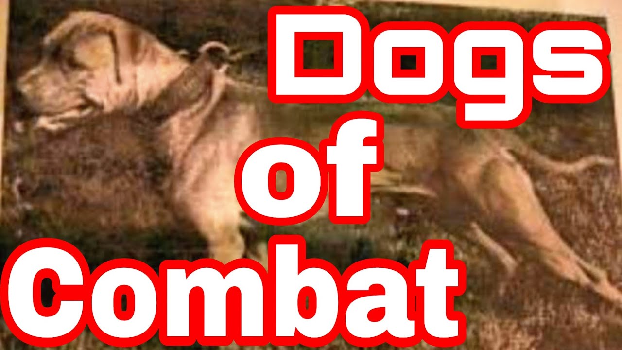 Чемпион Pitbull Great Fighting - GR CH S.T.P.'S BUCK (7XW) ROM #gamedog #apbt #bulldogs