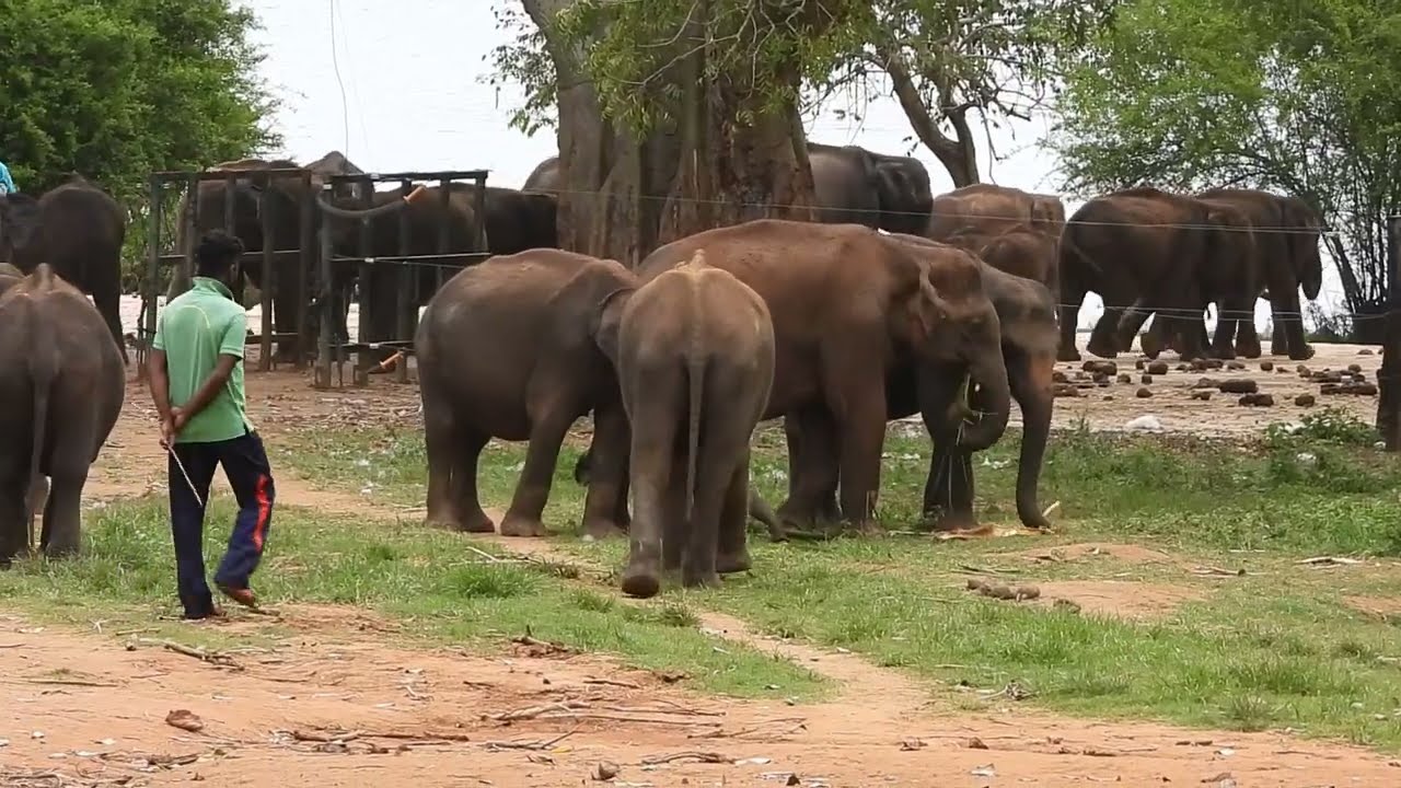 Baby elephants in Udawalawa #elephantsworld #animallife #loveelephants #wildlife #wildanimal #nature