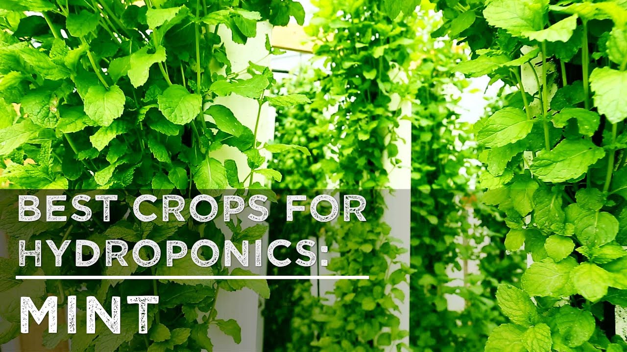 Best Crops for Hydroponics: Mint
