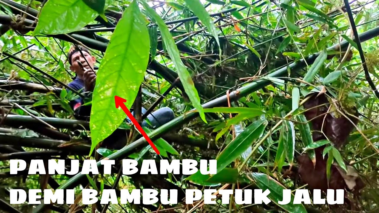 BAMBU PETUK JALU 7 RANTING RAJUT SUKMO DAN BAMBU JALU MINI