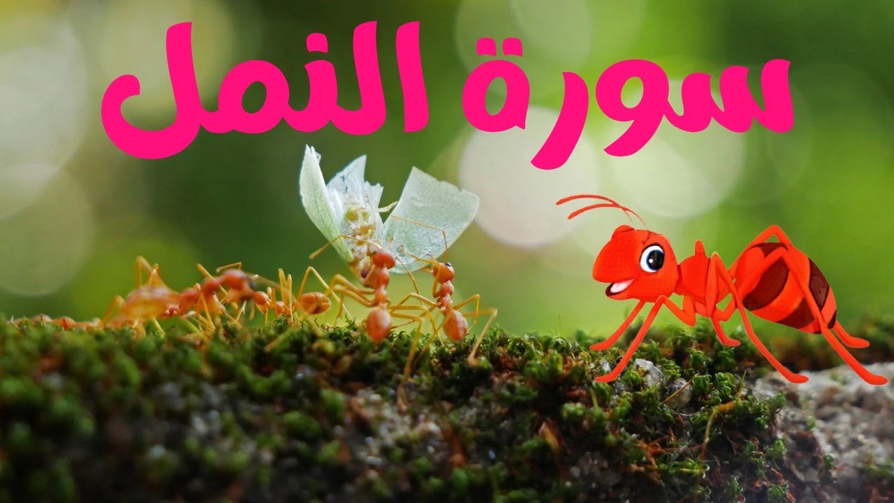 تِلاوة خاشعة من سُورة النّمل ♥🌷