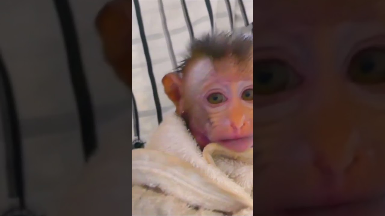 So pathetic for me! The pitiful monkey named Niki  1   001