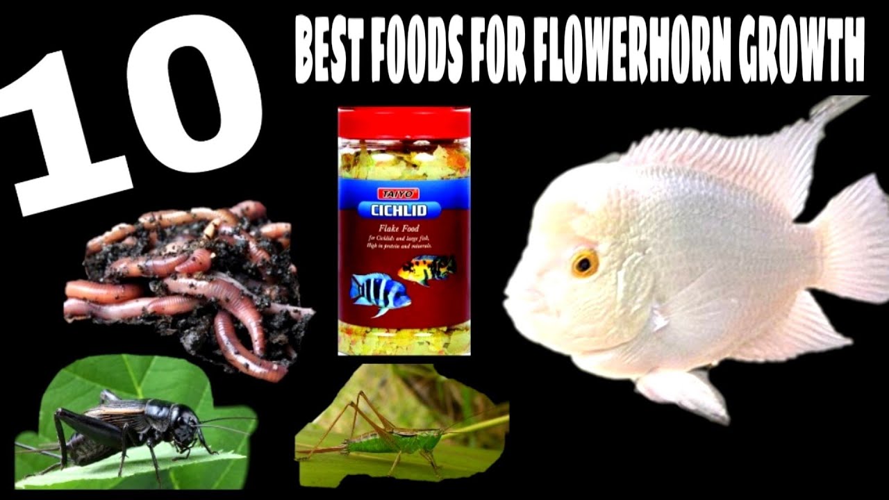 Best Flowerhorn Fish Foods