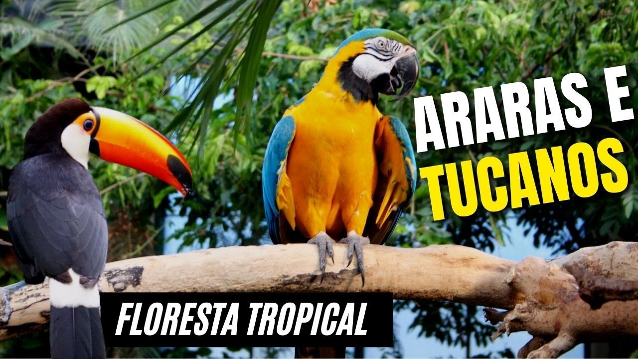 Floresta Tropical - Sons da Natureza Passaros