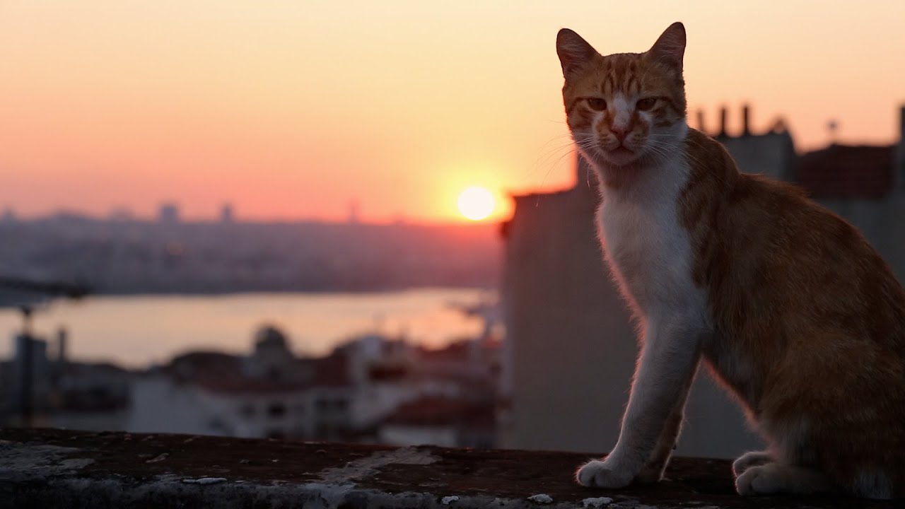 This city has a Cat Law