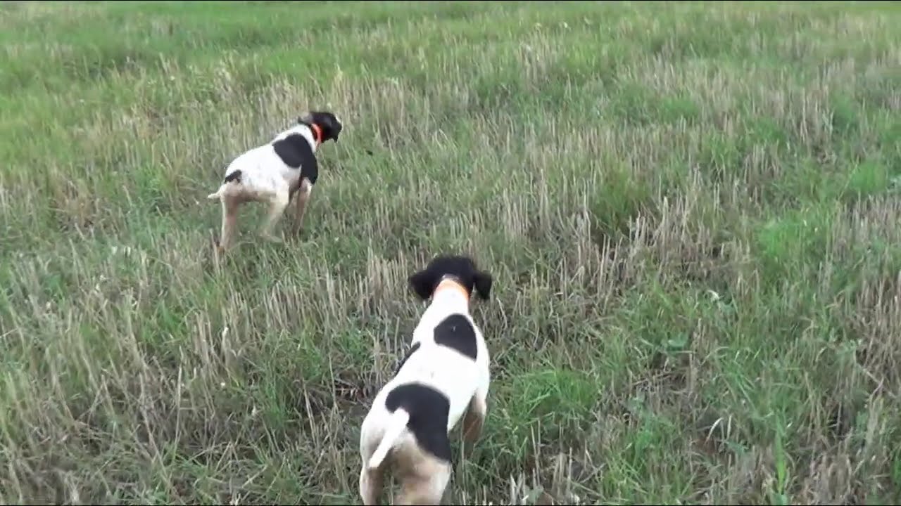 Εκπαίδευση σε Ορτύκια (Pointer)