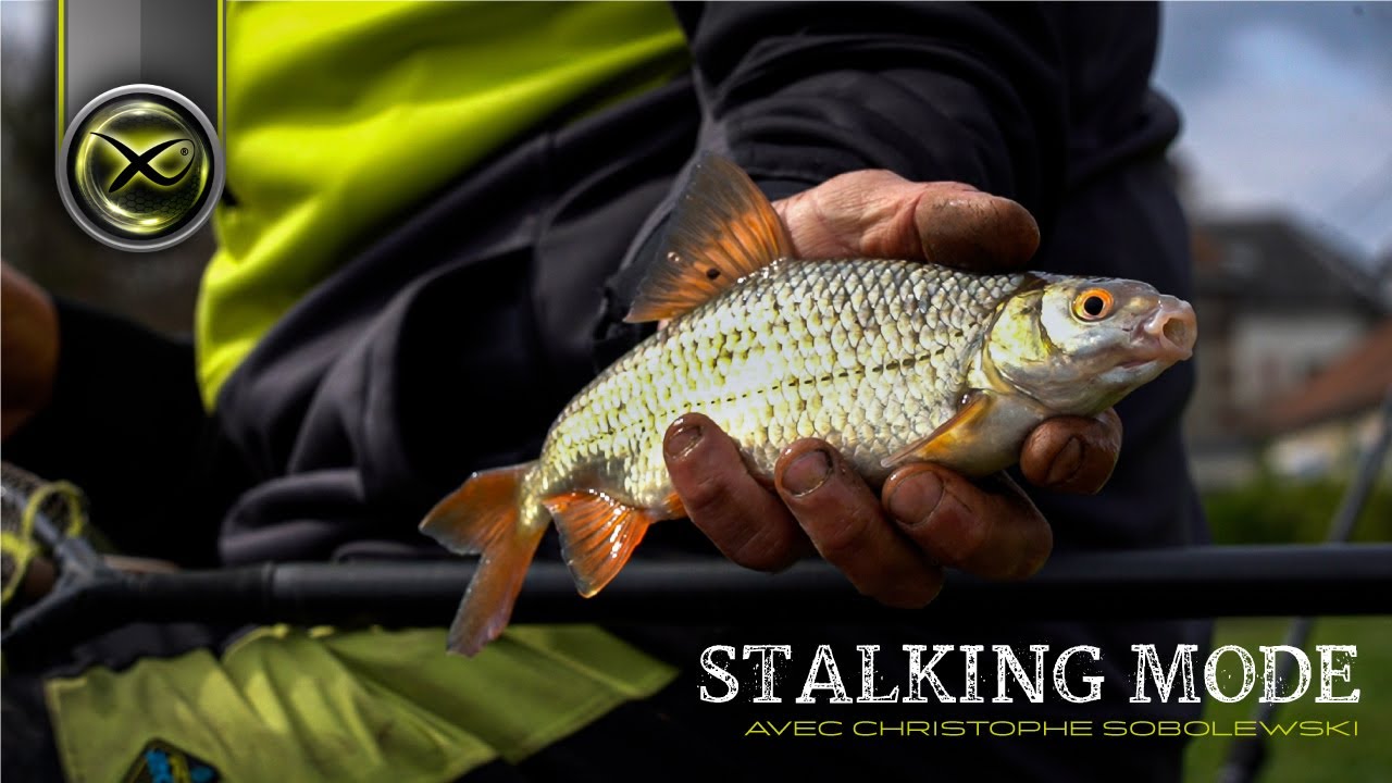 Stalking Mode by Christophe Sobolewski - Pêche au feeder en rivière - Matrix Fishing TV France