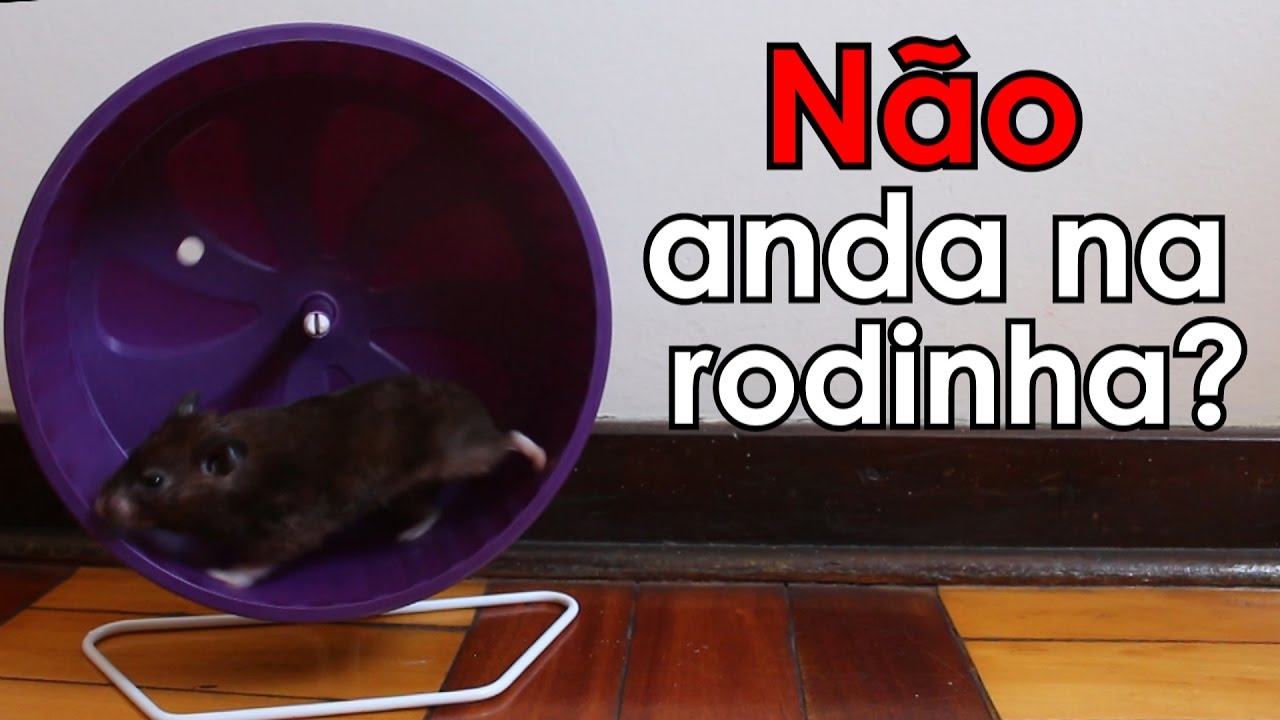 Meu hamster não anda na rodinha! | O que pode ser?
