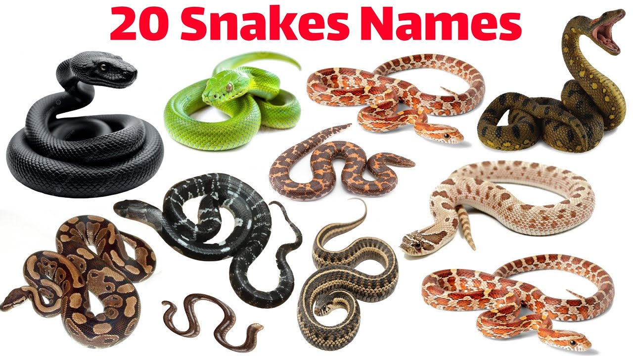 20 Snakes Names for Kids | Learn Snake Names in English | Educational Video