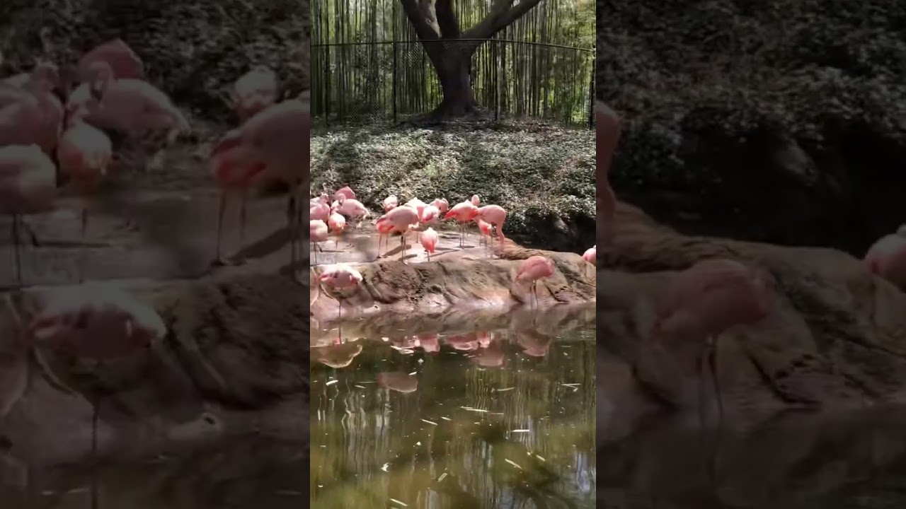 Flamingos at the Atlanta zoo