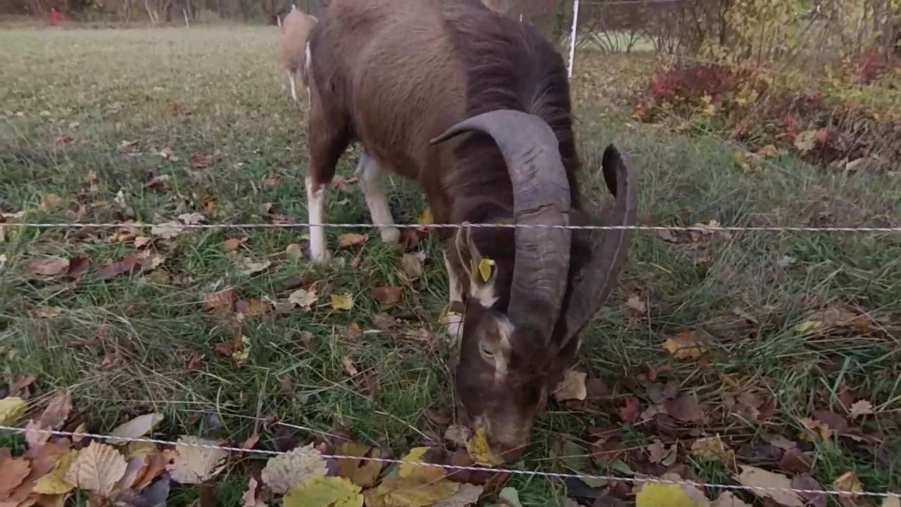 Ziegenbock