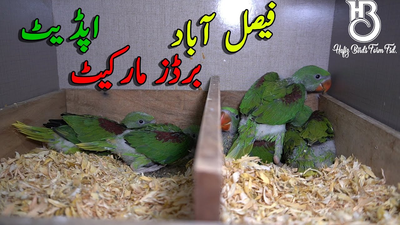 Faisalabad Birds Market Update 02/01/2022 #ringneck #birdsmarket #lalukhet