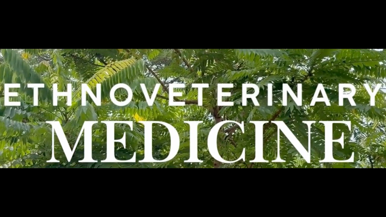 Kalamias/Iba (Averrhoa bilimbi) Leaves Decoction as Drench - Bicol Version (English Subtitles)