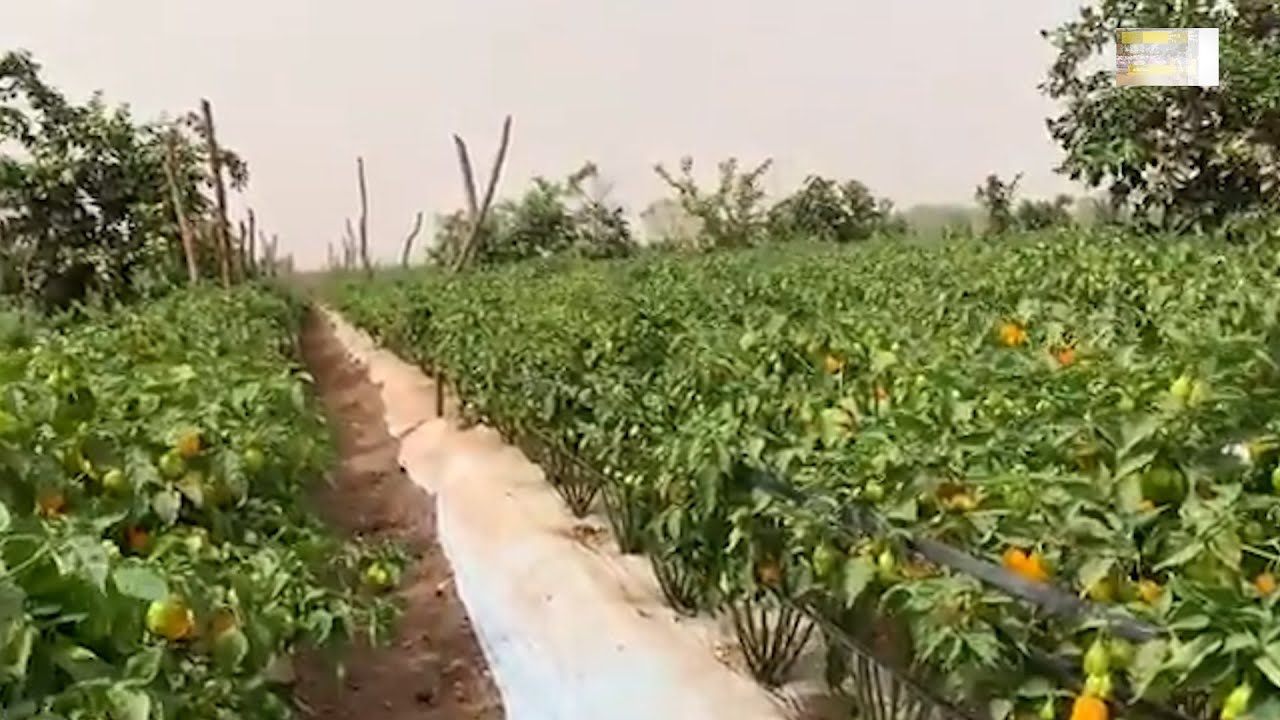 Finally a breakthrough in farming in The Gambia