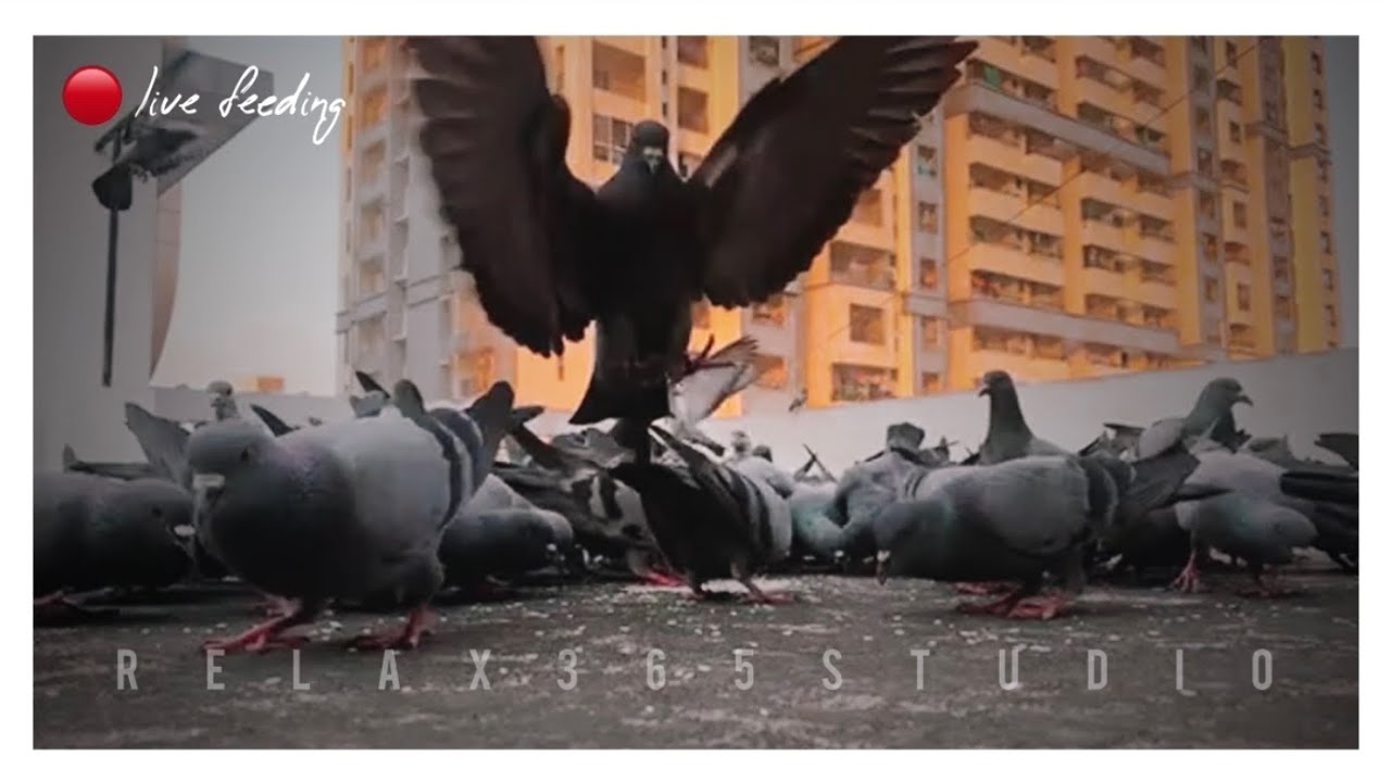 🔴 Live feeding pigeons || Relaxing || #live #oddlysatisfying @relax365studio