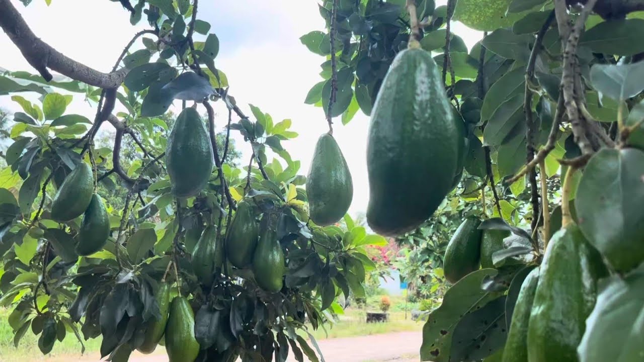 Dasar pembentukan ranting produksi....Baik alpukat maupun cabe Jawa.....