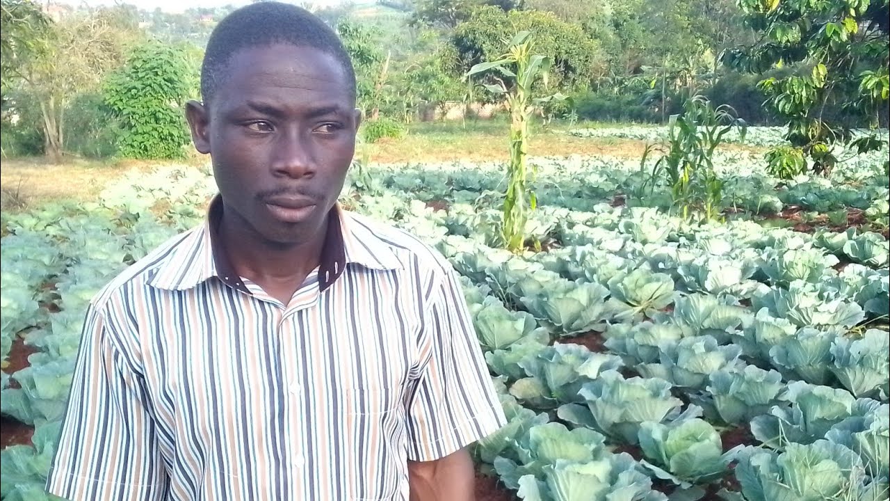 part 1:Omulimisa gwe ayagala okulima emboga bino obyetaga cabbage farming in Uganda #farming #bbs