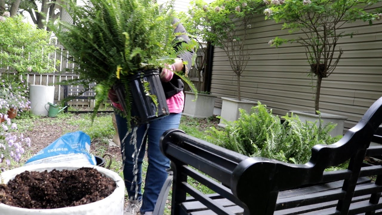 ENDLESS SUMMER HYDRANGEAS + KIMBERLY FERNS + COMPOST TEA & SUPERBENA /GARDEN QUEEN