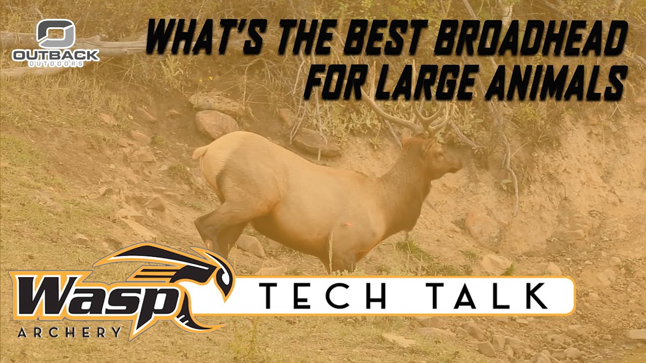 What is the Best Broadhead for Large Big Game Animals ?