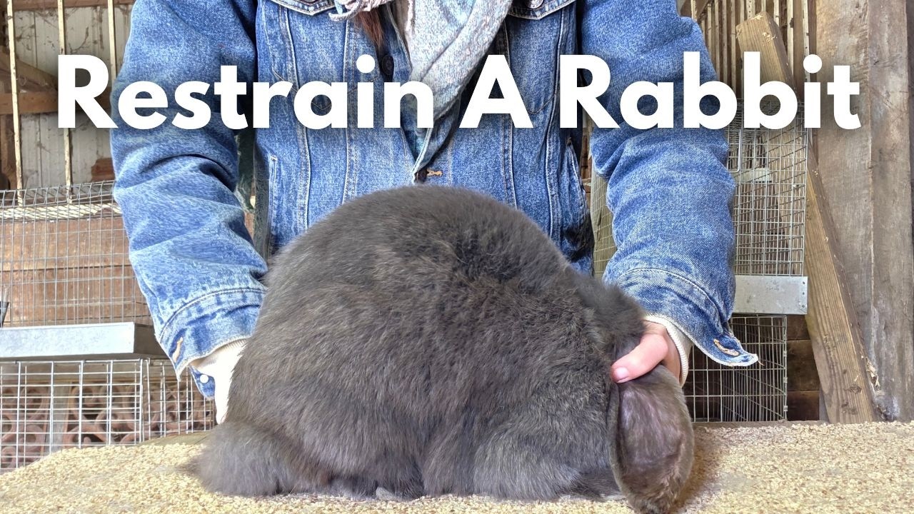 How To Restrain A Rabbit - To do a health check, clip nails, or teeth